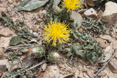 Centaurea podospermifolia