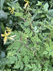 Corydalis formosana