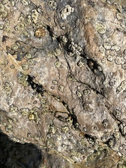 Chthamalus