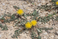 Centaurea podospermifolia