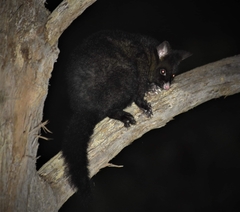 Trichosurus vulpecula fuliginosus
