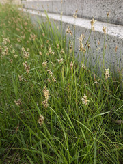 Carex praecox