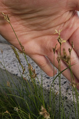 Carex praecox