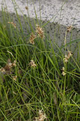 Carex praecox