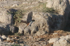 Passer motitensis