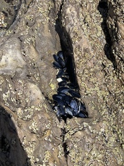 Mytilus californianus