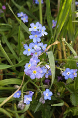 Myosotis