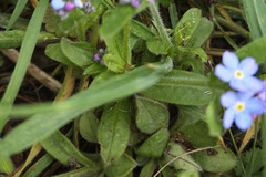 Myosotis