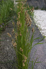 Carex praecox
