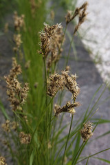 Carex praecox