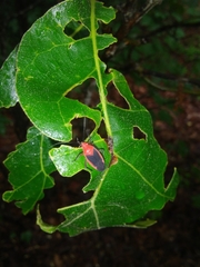 Oncerometopus nitens