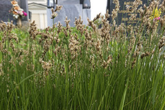 Carex praecox
