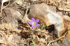 Campanula hierosolymitana