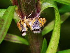 Nymphicula