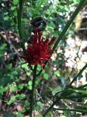 Exobasidium parvifolii