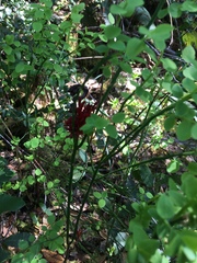 Exobasidium parvifolii