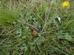 Ranunculus bulbosus