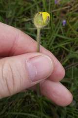 Ranunculus bulbosus