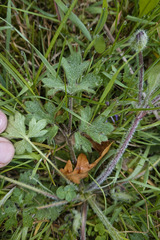 Ranunculus bulbosus