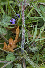 Ranunculus bulbosus