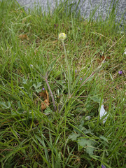 Ranunculus bulbosus
