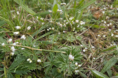 Draba verna
