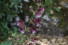 Salvia hierosolymitana hierosolymitana