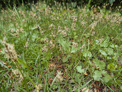 Carex praecox