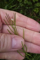 Cardamine hirsuta