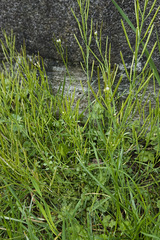 Cardamine hirsuta