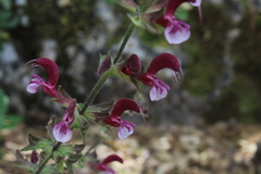 Salvia hierosolymitana hierosolymitana