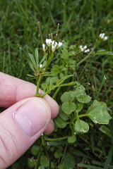 Cardamine hirsuta