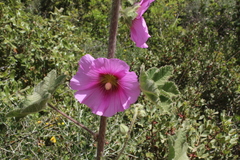 Alcea setosa