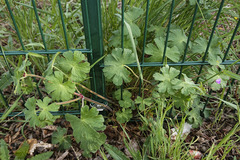 Geranium pyrenaicum