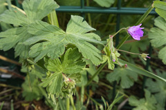 Geranium pyrenaicum