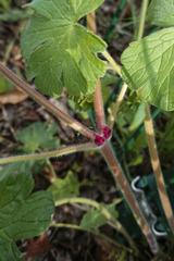 Geranium pyrenaicum