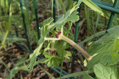 Geranium pyrenaicum
