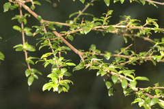 Coprosma quadrifida