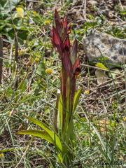 Serapias orientalis orientalis