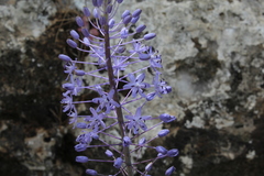 Scilla hyacinthoides