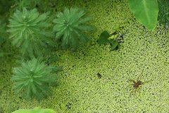 Dolomedes mizhoanus