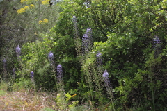 Scilla hyacinthoides