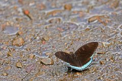 Tanaecia whiteheadi