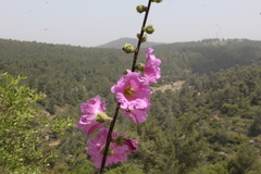 Alcea setosa