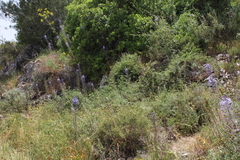 Scilla hyacinthoides