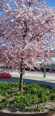 Prunus