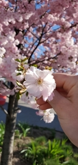 Prunus