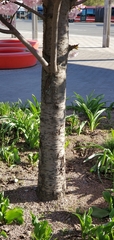 Prunus