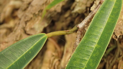 Ficus maclellandii