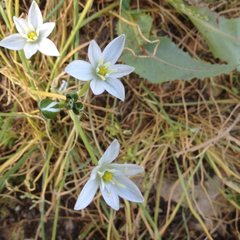 Ornithogalum narbonense